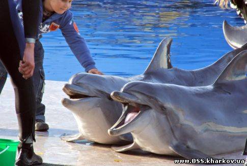 dolphin shows in Kharkiv