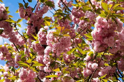 Uzhgorod in spring