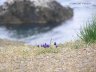 Balaklava13.JPG - 