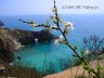Fiolent19.jpg - 