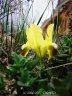 Fiolent4.jpg - 