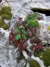 Fiolent7.jpg - 