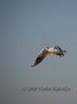 p2253946_1.jpg - 