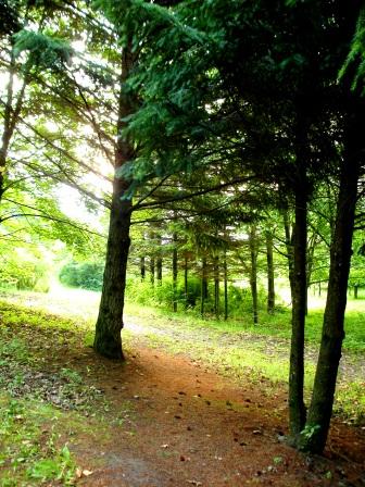 Crimea, Nikitsky botanical garden