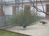 SvyatogorskInsideYard.JPG - 