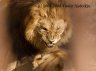 Lion - 