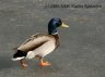 p3088123_1_2.jpg - 