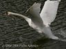 p4088458-1_filtered_1_2.jpg - 