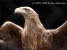 p4228611-1_1_2.jpg - 