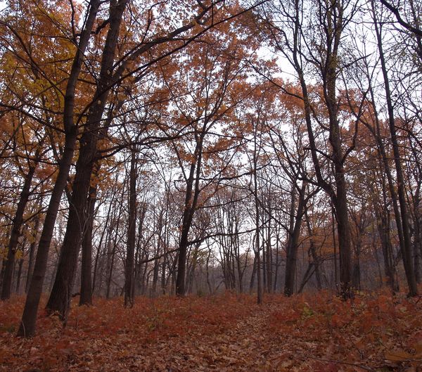 autumn_fire_1.jpg