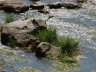 river3.JPG - 