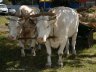 sorochintsy_006.jpg - 